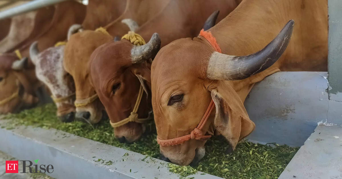 India's dairy sector emissions could be reduced with balanced diet, breed management: Report
