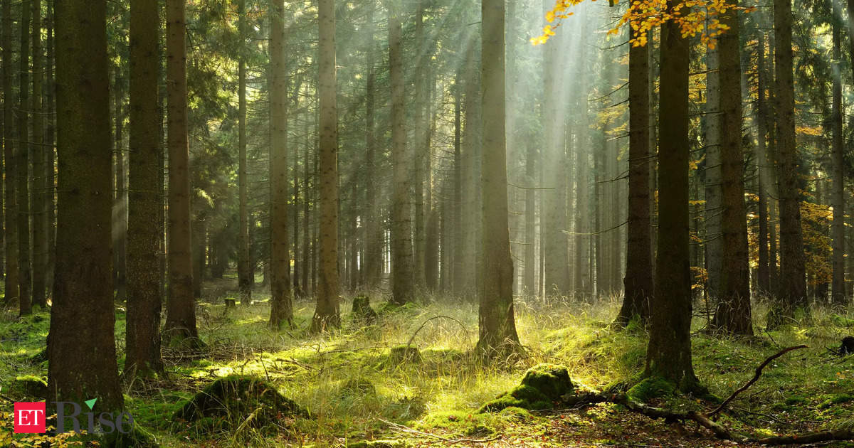 EU finalises 12-month delay of deforestation law