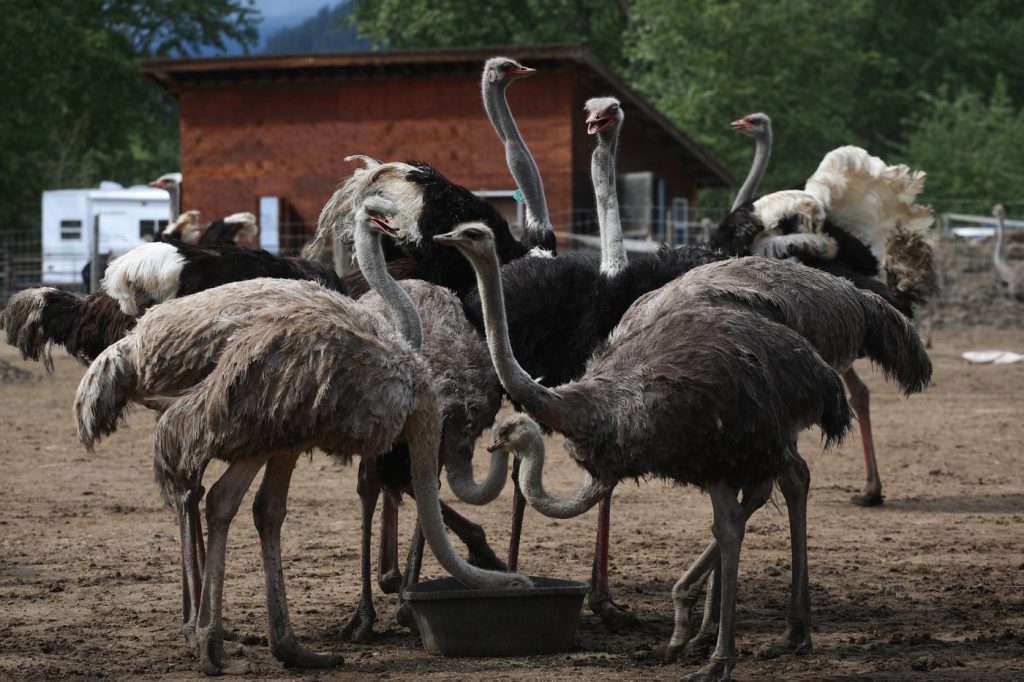Ostrich Farm BC: Supreme Court Clears Way for CFIA Ostrich Cull Amid Public Outcry