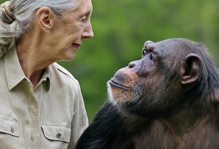 Jane Goodall’s Legacy: The Final Words That Continue to Inspire the World