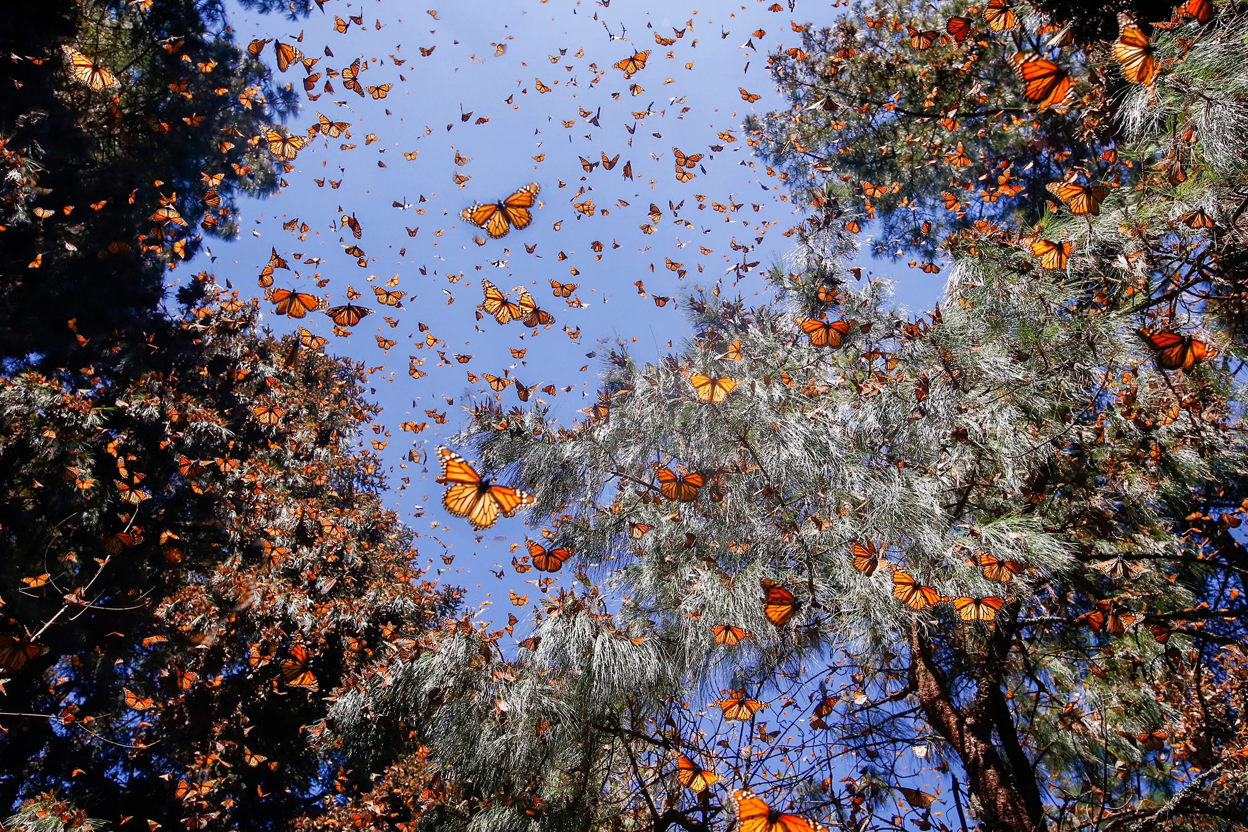 New Technology Allows Scientists to Track Individual Monarch Butterfly Migrations for the First Time