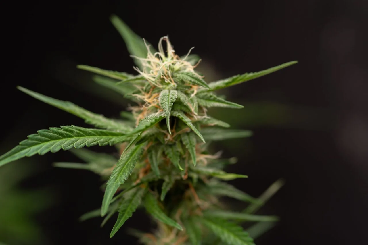 Cannabisplant