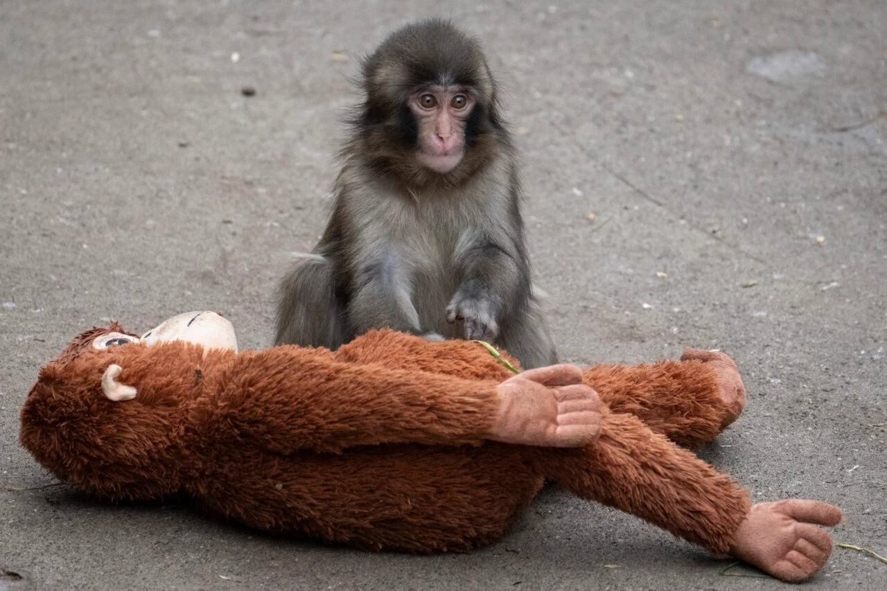 A seven month-old male Japanese macaque monkey named Punch, who was abandoned by his mother shortly after birth, sits with a stuffed orangutan toy at Ichikawa City Zoo and Botanical Gardens in Ichikawa, Chiba Prefecture on March 18, 2026.