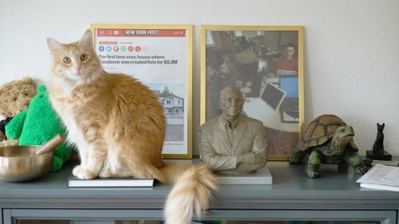 A ginger cat stands on a shelf near a bust statue and a small turtle, with framed photos and a newspaper in the background.