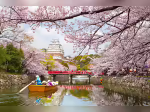 Cherry blossoms are proof of a planet going awry