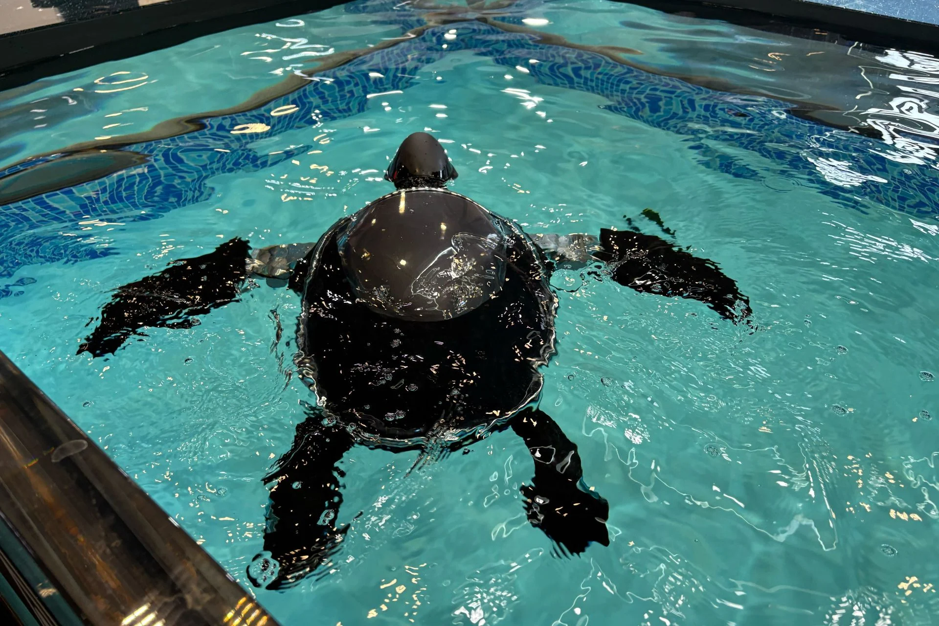 Roboturtle