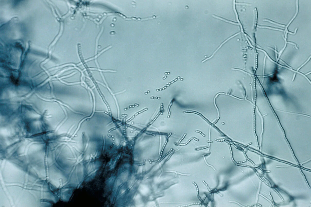 soil dwelling bacteria Streptomyces