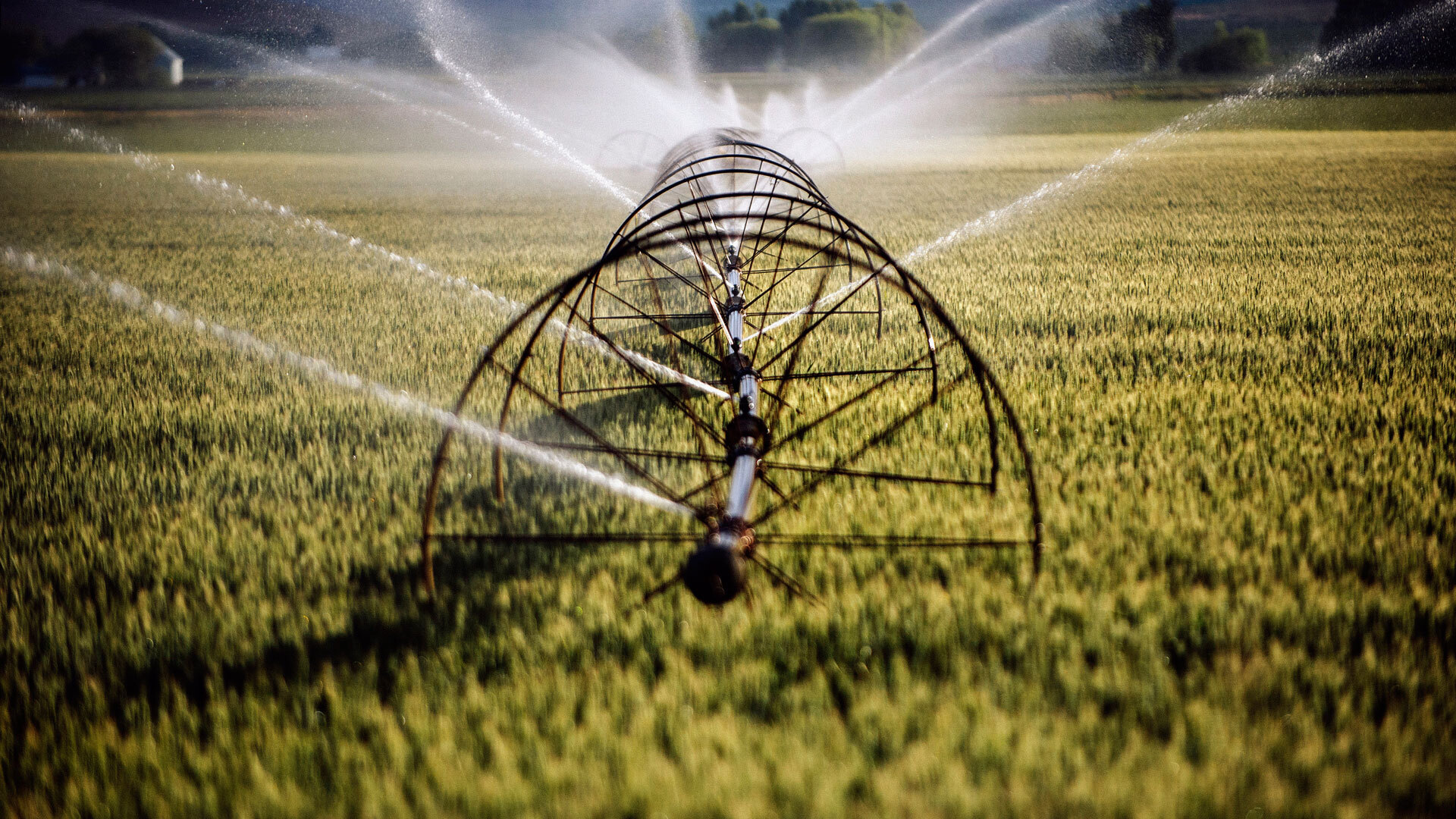 water sprinklers irrigating a lawn