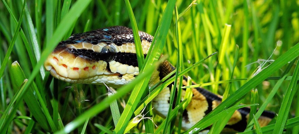Python dev saved from disaster by intuition...and AI