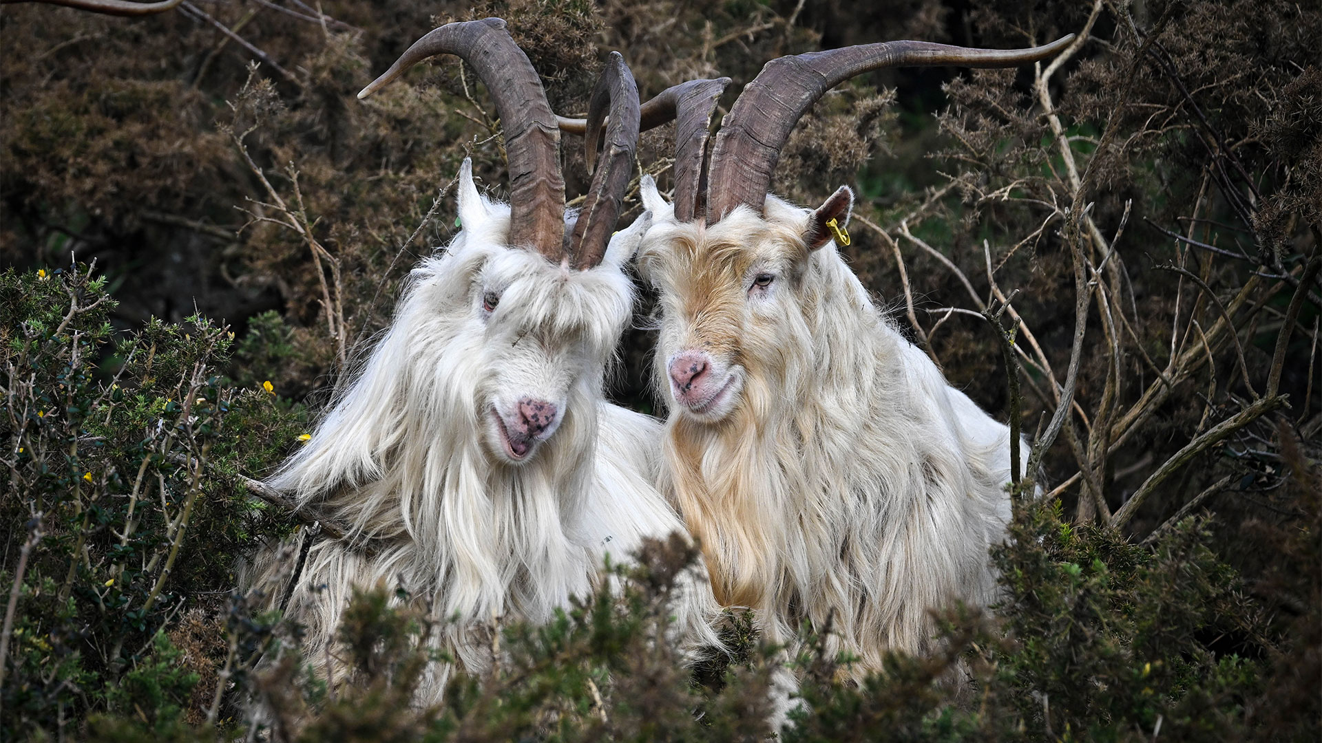 Goats