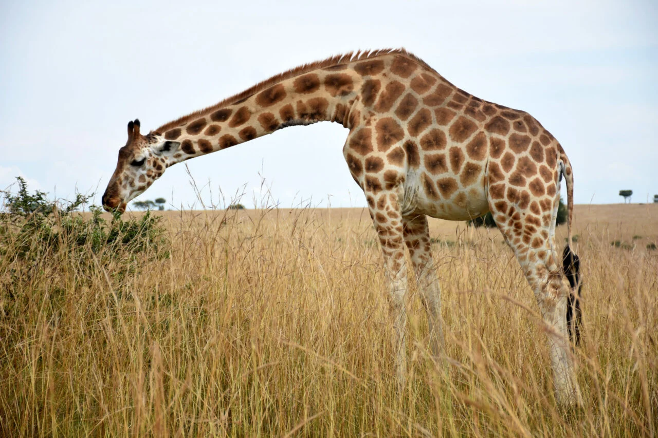 A giraffe eats grass inside Murchison Falls National Park