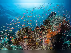 Climate change, pollution push oceans to tipping point, UN report says