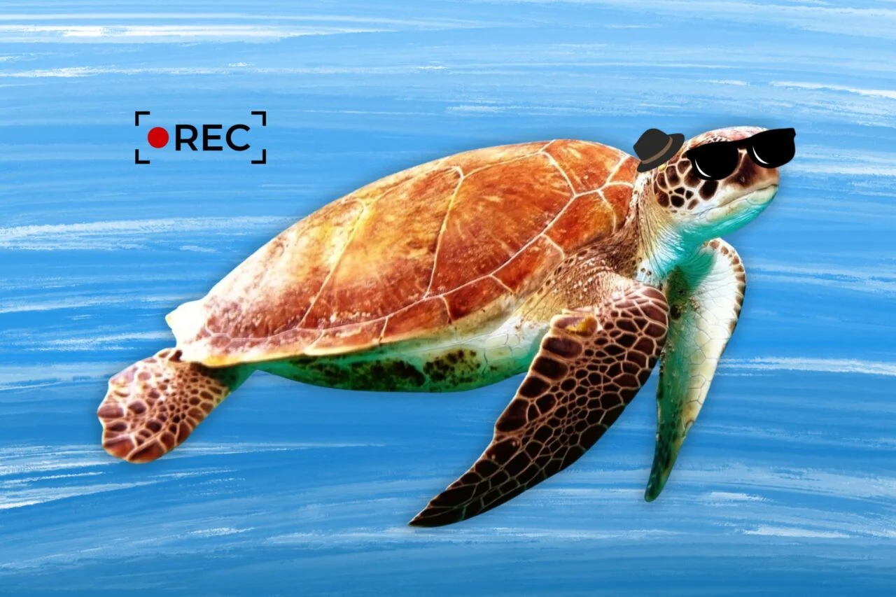 An illustration of a turtle wearing spy glasses and a a spy hat.