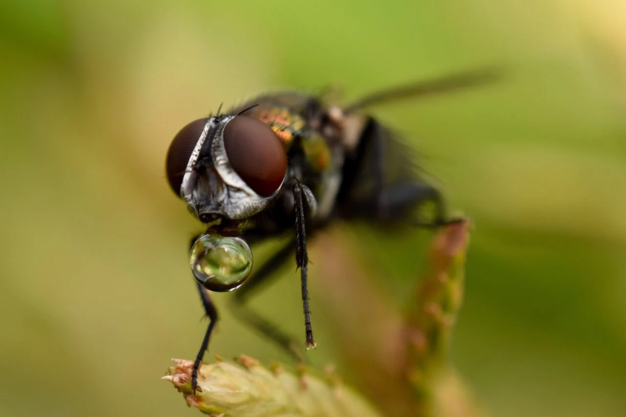 Macro Closeup Of Bronze Sheep Blow Fly