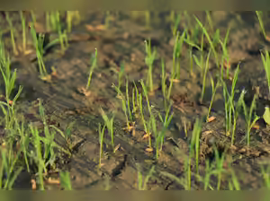 Extreme heat threatens global food systems, UN agencies warn
