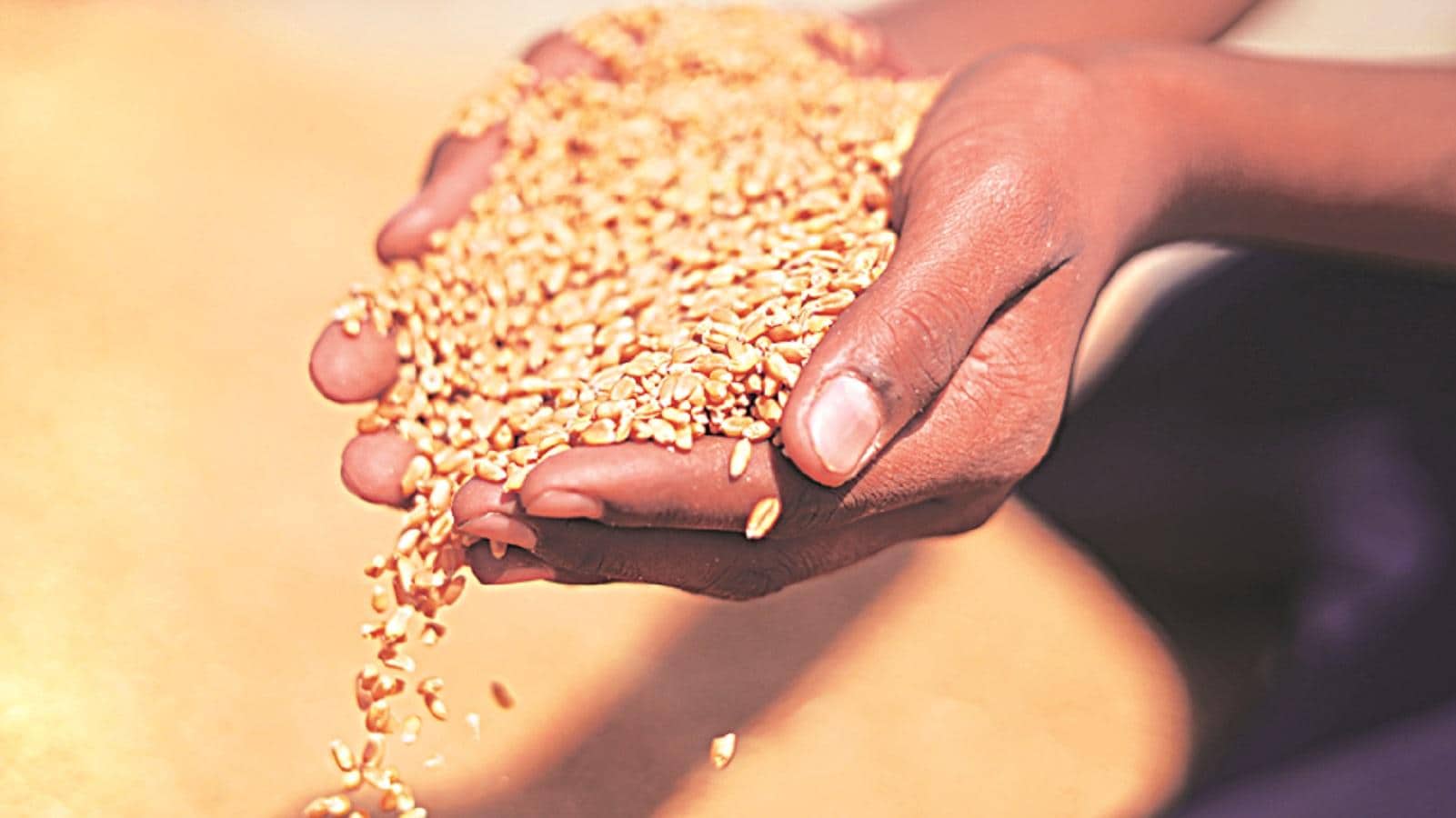 Govt lifts ban on wheat exports in boost to war hit global supply