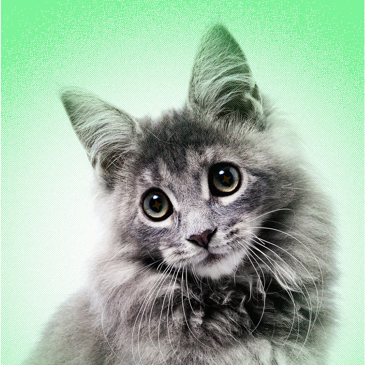 AI Slop Is Ruining Cute Animals on the Internet