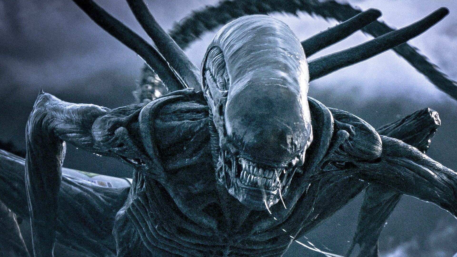 Ridley Scott Is Developing an Alien: Covenant Sequel With Michael Fassbender
